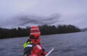 murmuration murmuration