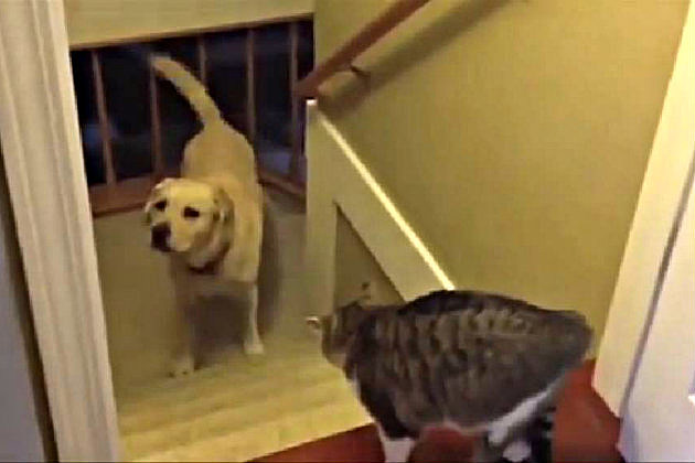 Dog Won't Pass Cat Dog Won't Pass Cat