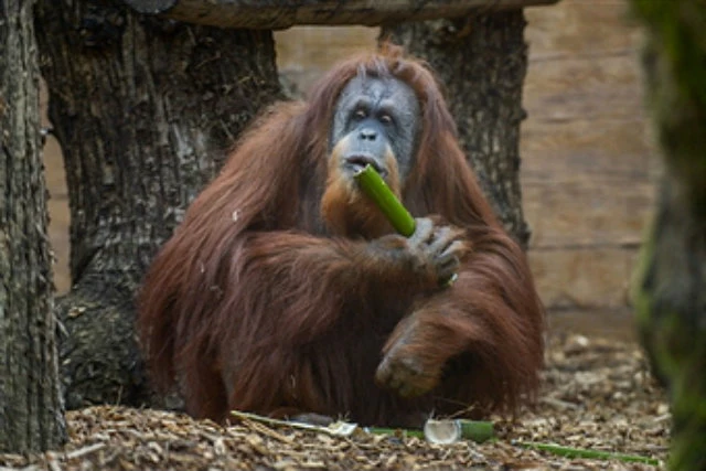 Gorilla zoo