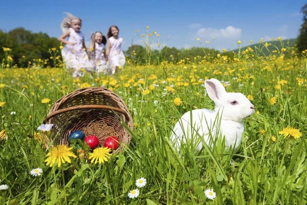 Easter bunny watching the egg hunt Easter bunny watching the egg hunt