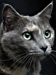 Lucy Lucy