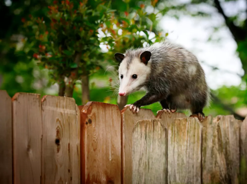 Opossum Are Minnesota’s Only Marsupial- And They Eat Ticks!