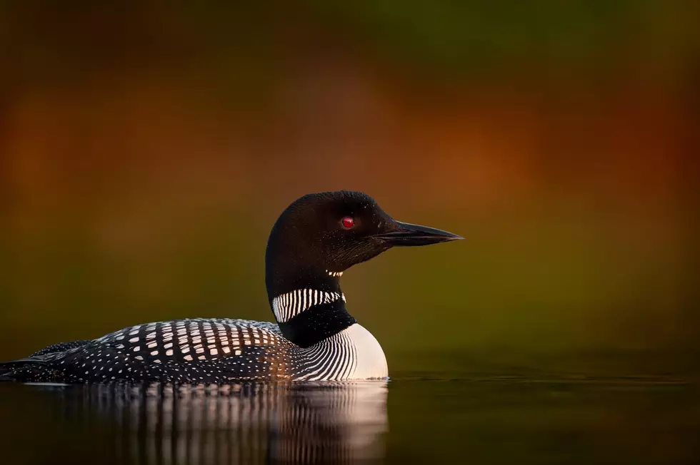 10 Facts Every Minnesotan Should Know About Our State Bird – The Loon