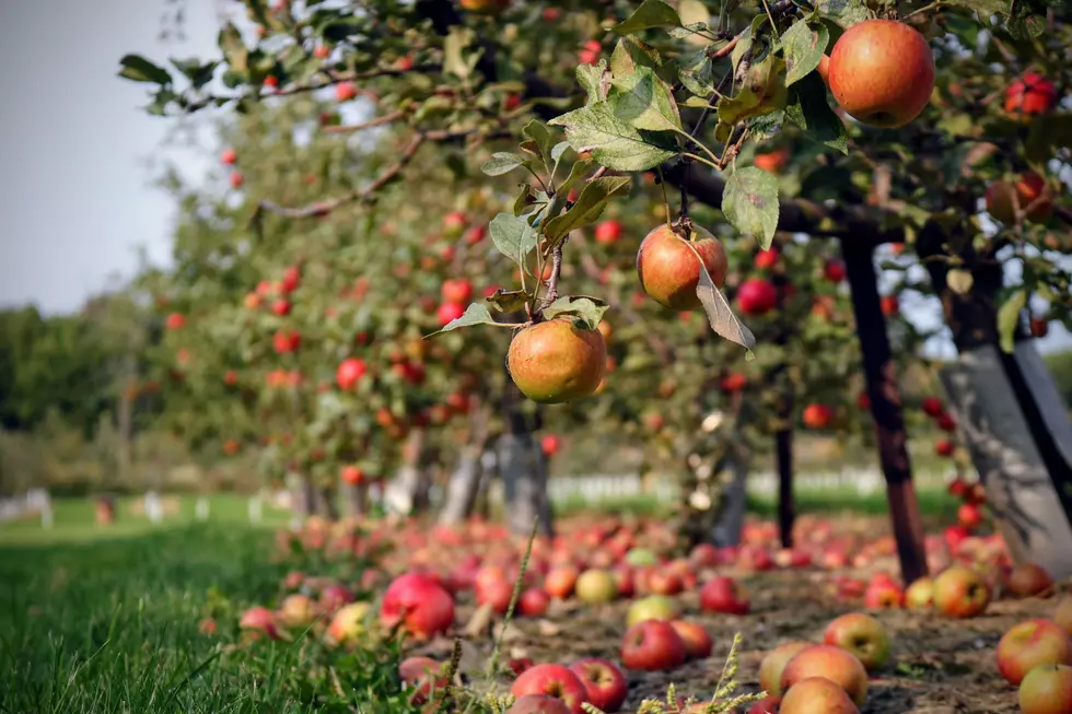 Make Plans To Embrace Fall! Here Are 4 Apple Orchards Within 25 Miles Of St. Cloud