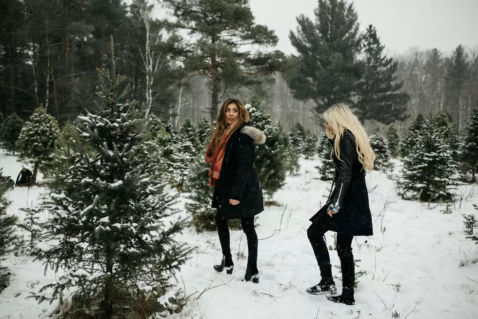Real or Fake? The Great Minnesota Christmas Tree Debate