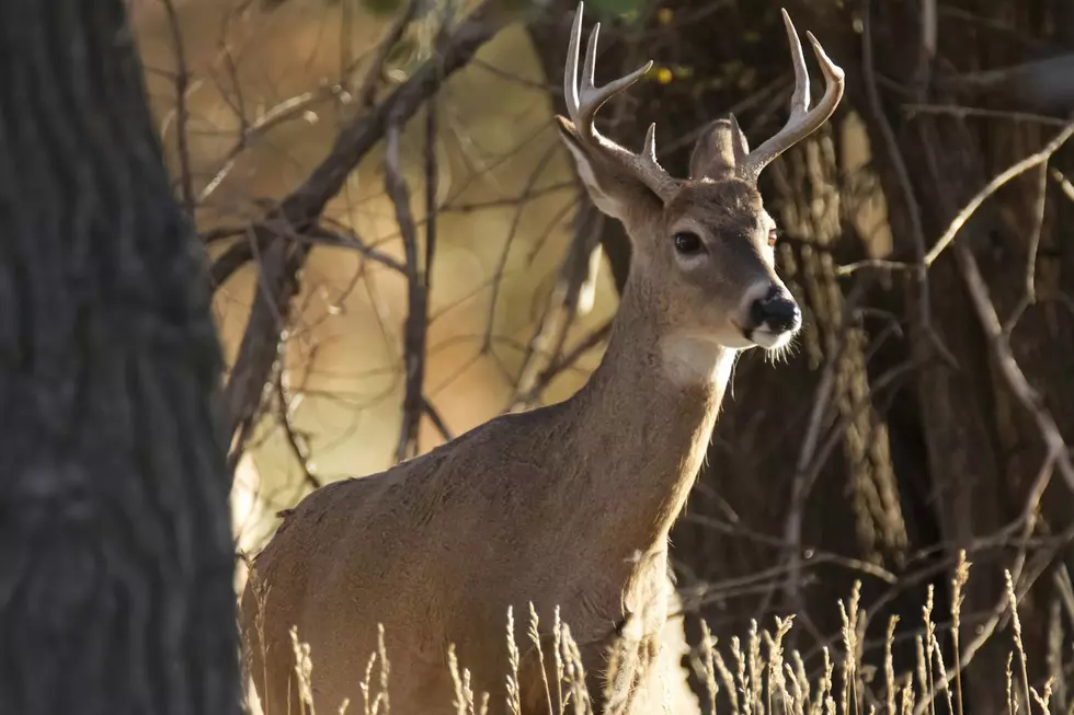 Are Minnesota Wildlife Food Plots Considered Baiting For Deer?