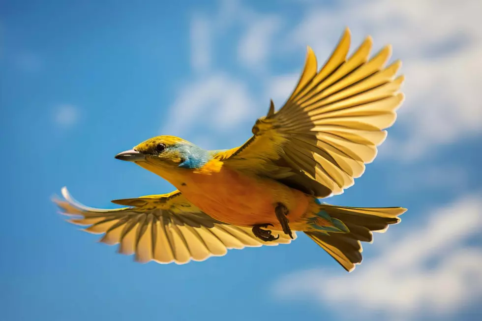 Say What? Six Inappropriate Sounding MN Bird Names
