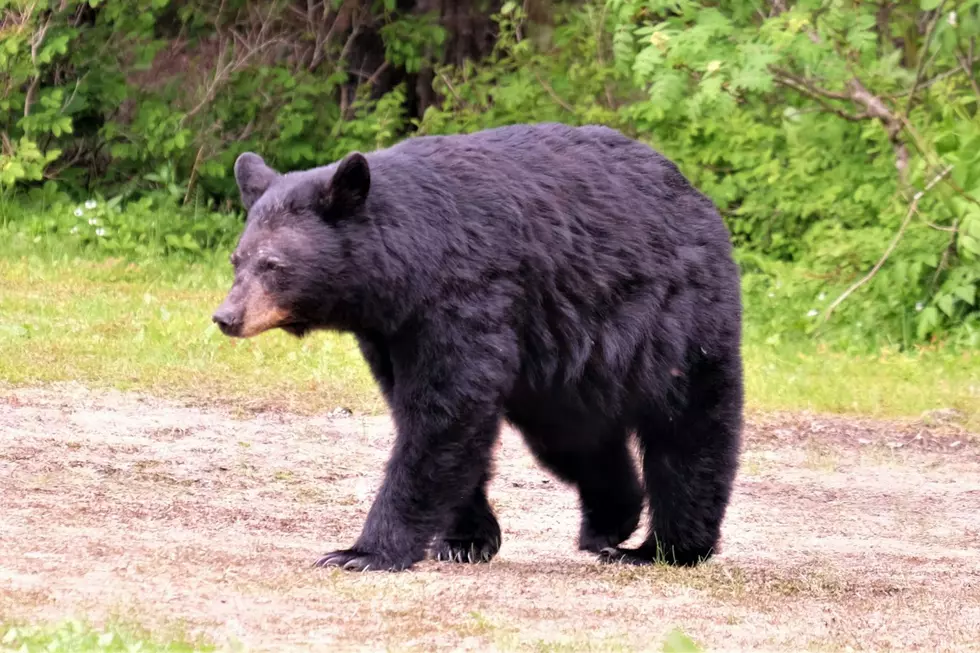 Why Are Minnesotans Seeing More Black Bears This Year?